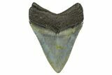 Serrated, Fossil Megalodon Tooth - North Carolina #378102-1